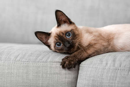 Cute thai cat on sofa at homeの写真素材