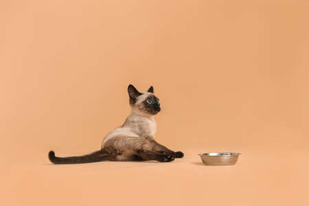 Cute Thai cat and bowl with food on color backgroundの写真素材