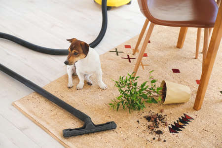 Vacuum cleaner and dog on dirty carpet in kitchen