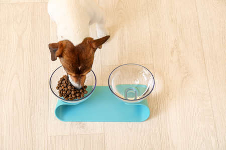 Cute dog eating from bowl at homeの写真素材