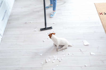 Owner cleaning floor after naughty dogの写真素材
