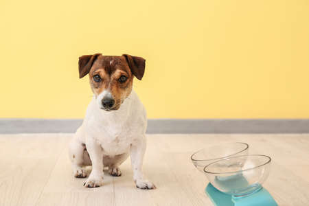 Cute dog near bowls with food and drink at homeの写真素材