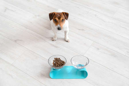 Cute dog near bowls with food and drink at homeの写真素材