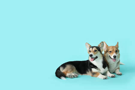 Cute corgi dogs on color backgroundの写真素材