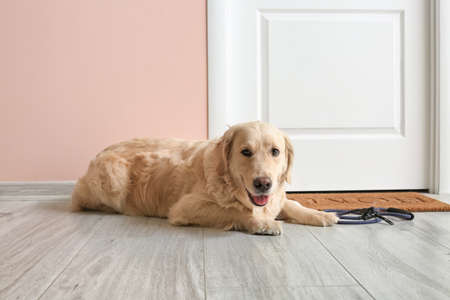Cute Labrador dog with lead in hallの写真素材