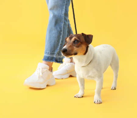 Young woman with cute dog on color backgroundの写真素材