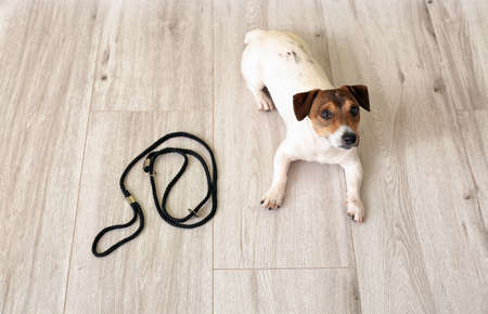 Cute Jack Russel terrier with lead indoorsの写真素材