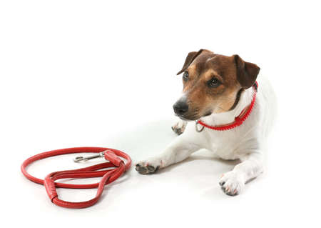 Cute Jack Russel terrier with lead on white backgroundの写真素材