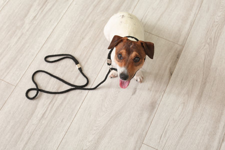 Cute Jack Russel terrier with lead indoors