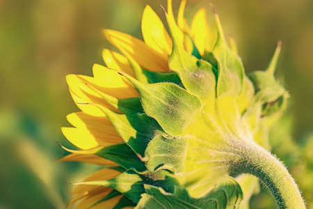 Beautiful blooming sunflower in fieldの写真素材