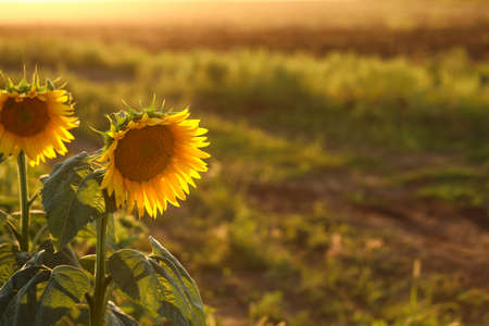 Beautiful blooming sunflowers in field