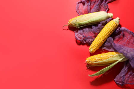Fresh corn cobs on color background
