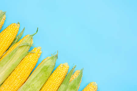 Fresh corn cobs on color backgroundの写真素材
