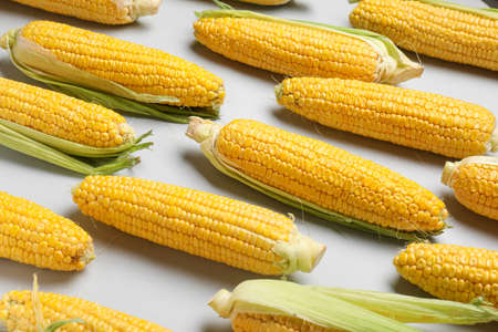 Fresh corn cobs on light backgroundの写真素材