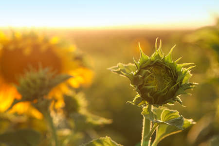 Beautiful sunflower in field on summer dayの写真素材