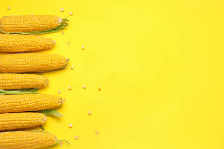 Fresh corn cobs on color background