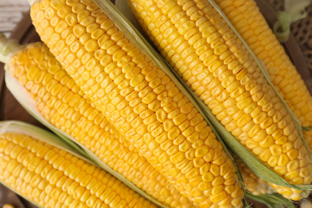 Fresh corn cobs, top view