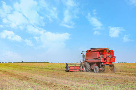 Combine harvester in rape fieldの写真素材