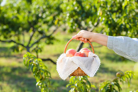Woman with tasty fresh peaches in basket outdoorsの写真素材