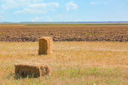 Straw bales in wheat field