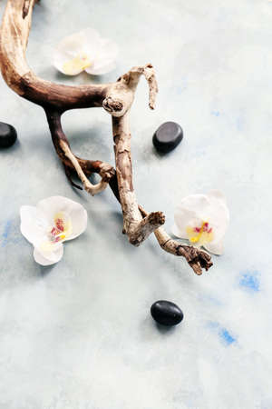 Dry tree branch, flowers and pebbles on light background. Zen conceptの写真素材