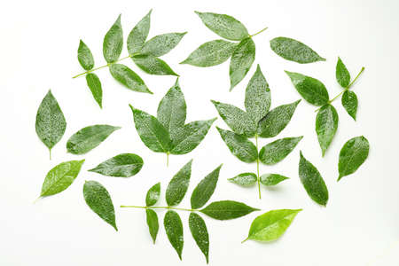 Wet green ash leaves on white background