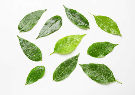 Wet green ash leaves on white background