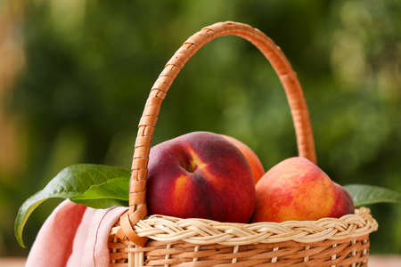 Basket with ripe peaches in gardenの写真素材
