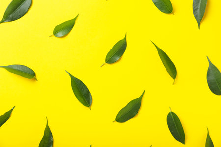 Green tea leaves on color background