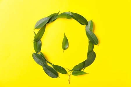 Green tea leaves on color backgroundの写真素材