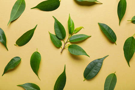 Green tea leaves on color backgroundの写真素材