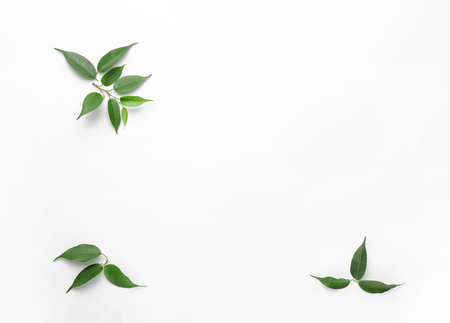 Green tea leaves on white backgroundの写真素材