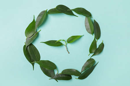 Green tea leaves on color backgroundの写真素材