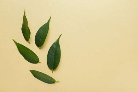 Green tea leaves on color background