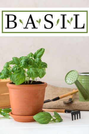 Pot with growing basil plant and gardening tools on light backgroundの写真素材