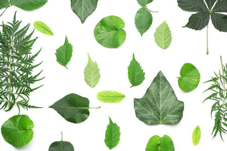 Different green leaves on white backgroundの写真素材