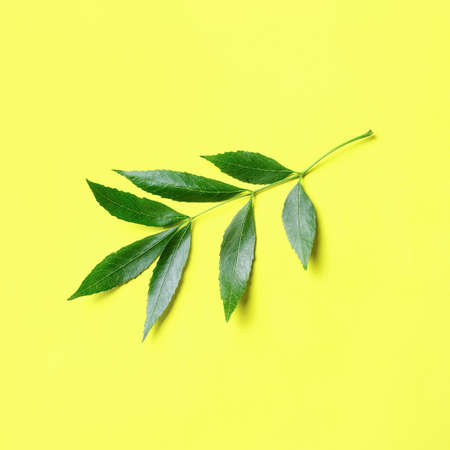 Green ash leaves on color backgroundの写真素材