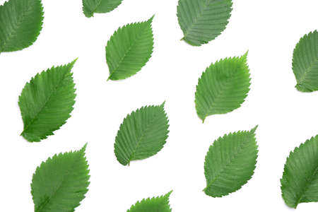 Many green leaves on white background