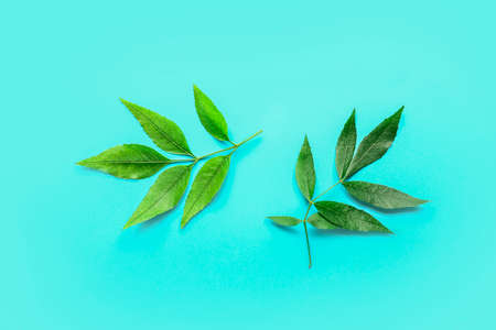 Green ash leaves on color backgroundの写真素材