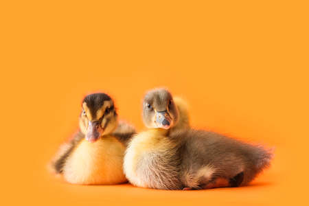 Cute ducklings on color backgroundの写真素材