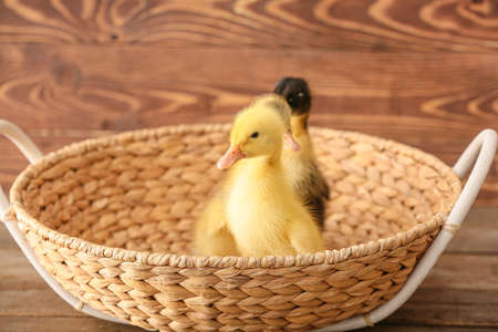 Cute ducklings in basket on wooden backgroundの写真素材