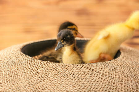 Cute ducklings in basket closeupの写真素材