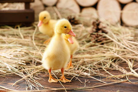 Cute ducklings with straw on tableの写真素材