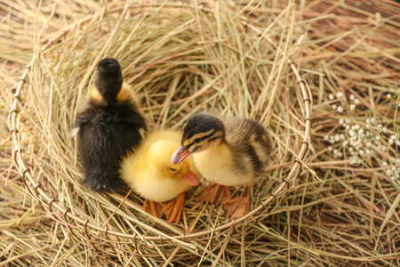 Cute ducklings with straw in basketの写真素材