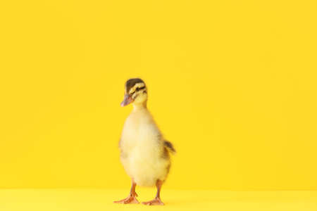 Cute duckling on color backgroundの写真素材