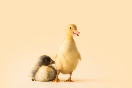 Cute ducklings on color backgroundの写真素材