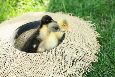 Cute ducklings in hat on green grassの写真素材