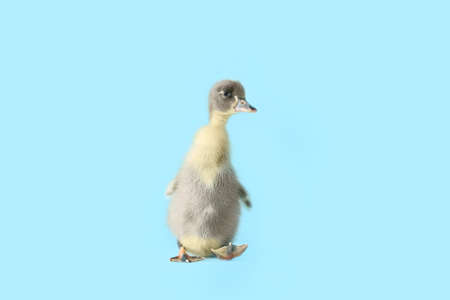 Cute duckling on color backgroundの写真素材