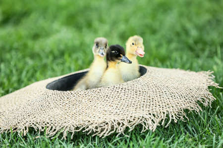 Cute ducklings in hat on green grassの写真素材