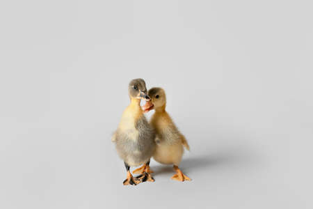 Cute ducklings on light backgroundの写真素材